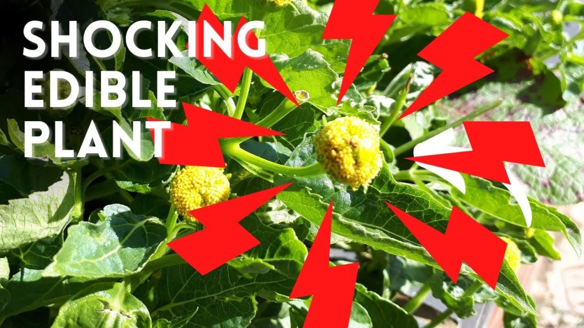 Grow ELECTRIC DAISIES In Your Garden!