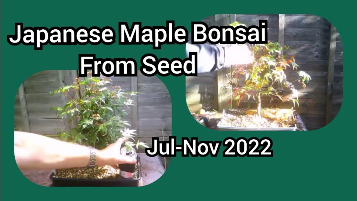 Japanese Maple Bonsai From Seed Jul-Nov 2022 Japanese Maple Bonsai From Seed Jul-Nov 2022