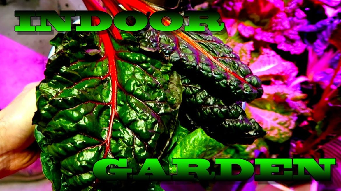 Indoor vegetable GARDEN - Growing Organic Food at Home
