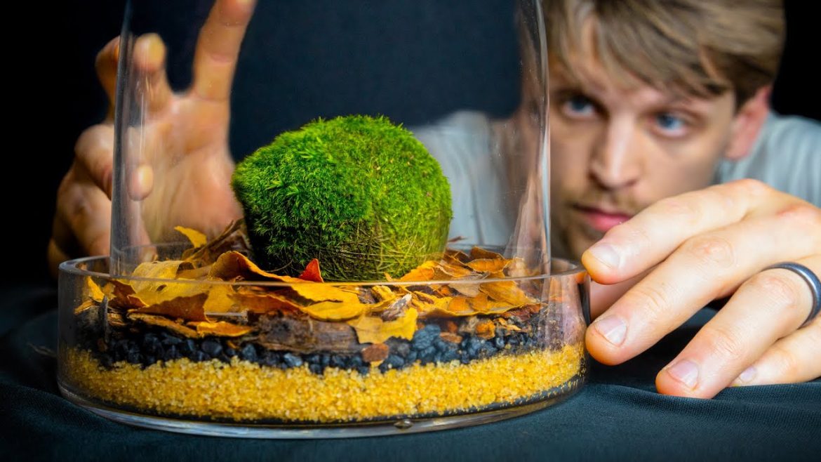 Crazy Moss Ball Terrarium but It's NOT What You Think Crazy Moss Ball Terrarium but It's NOT What You Think