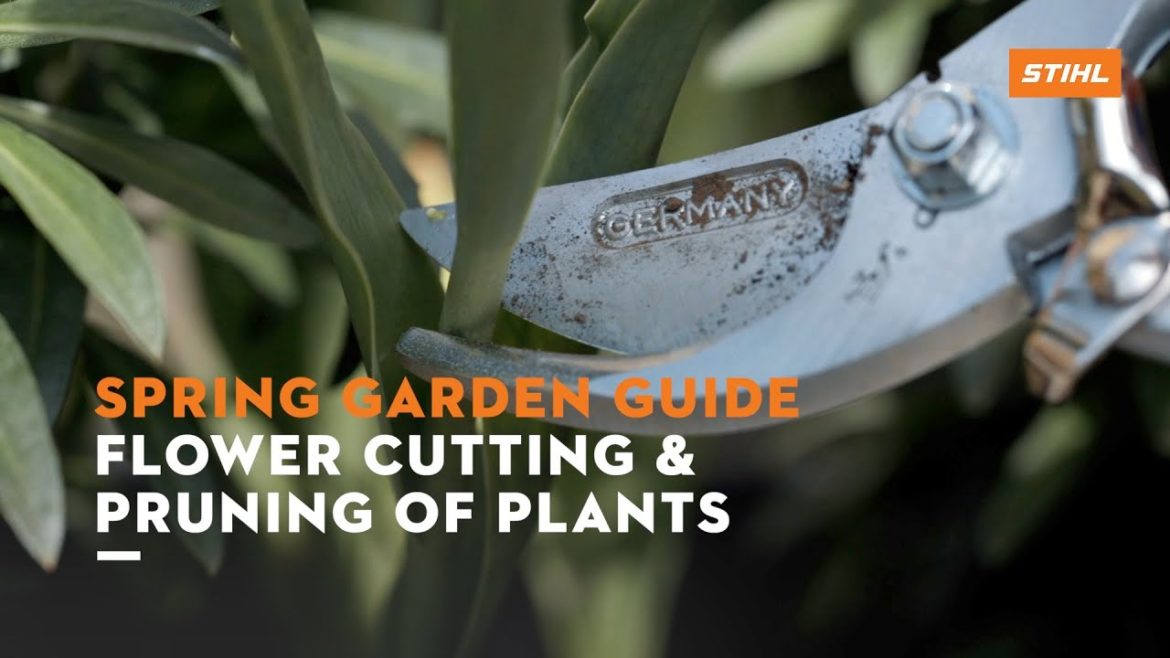Cutting plants with Jane Moore (STIHL garden tips)