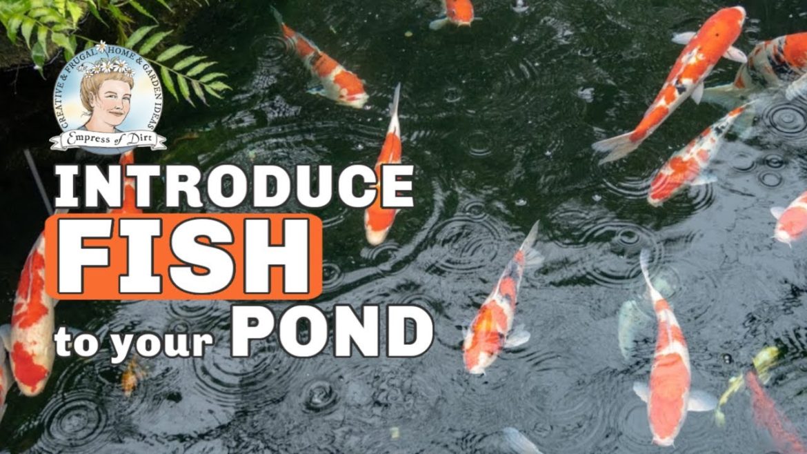 How to Add Fish to a Backyard Garden Pond How to Add Fish to a Backyard Garden Pond