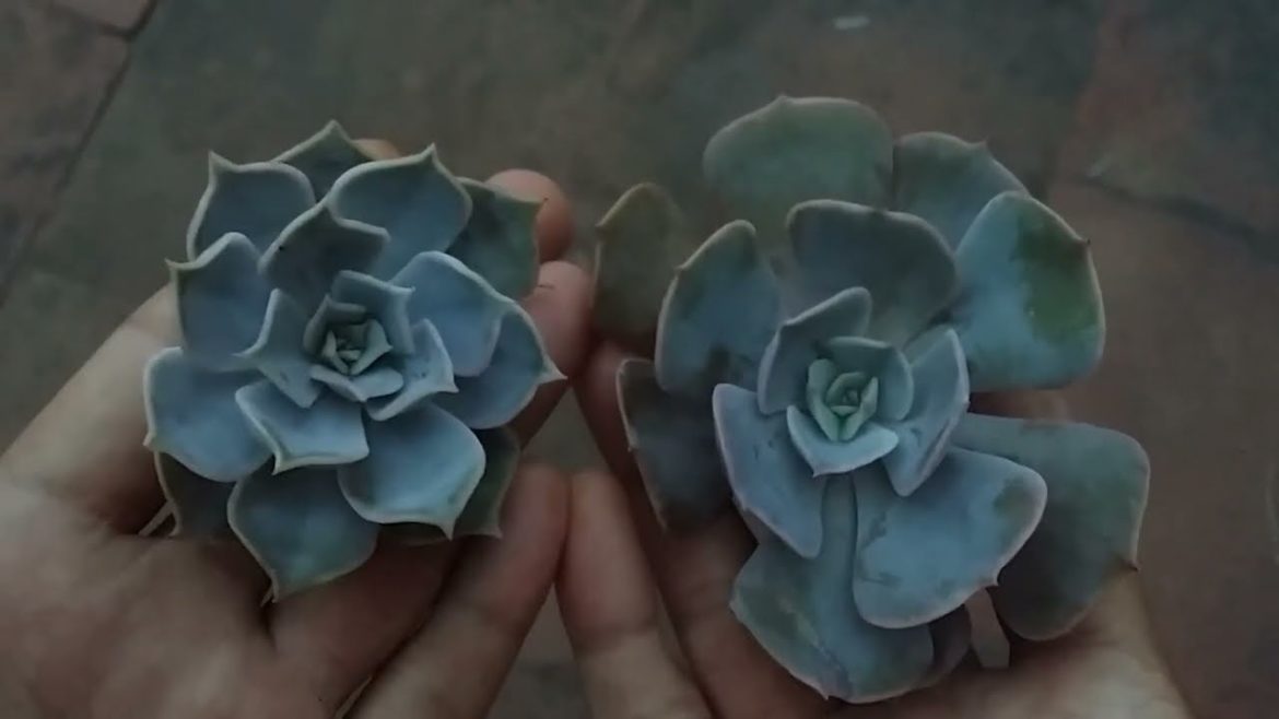 || ECHEVERIA PULLOX AND ECHEVERIA LILACINA ||
