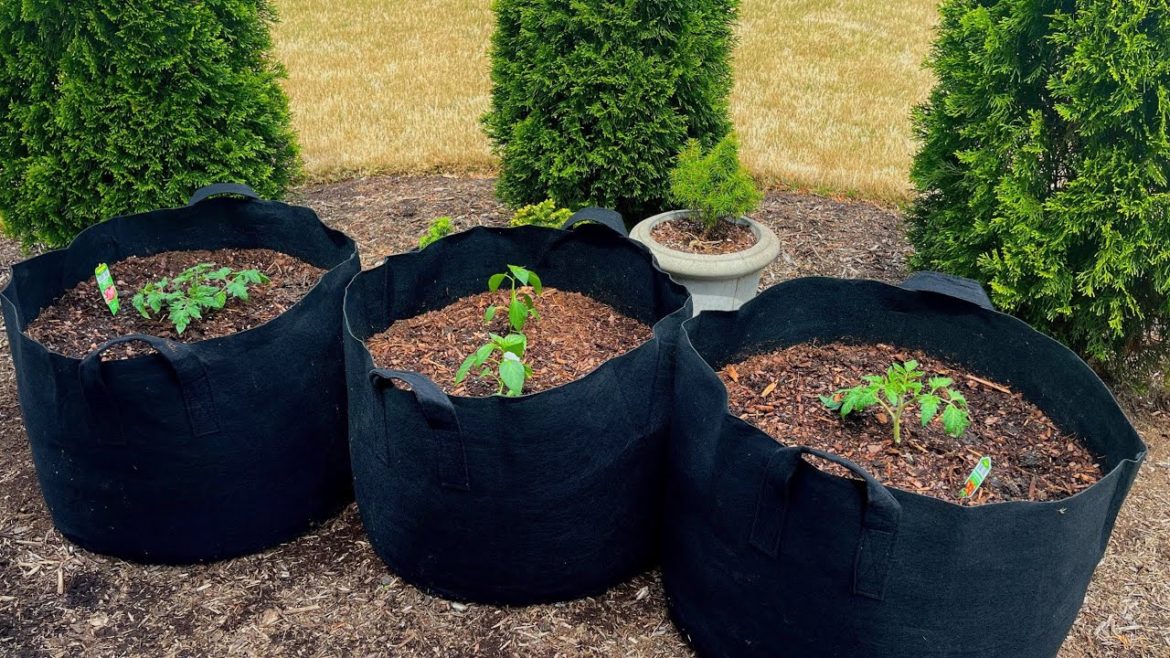 Planting my First Container Garden! Tomatoes and Jalapeños