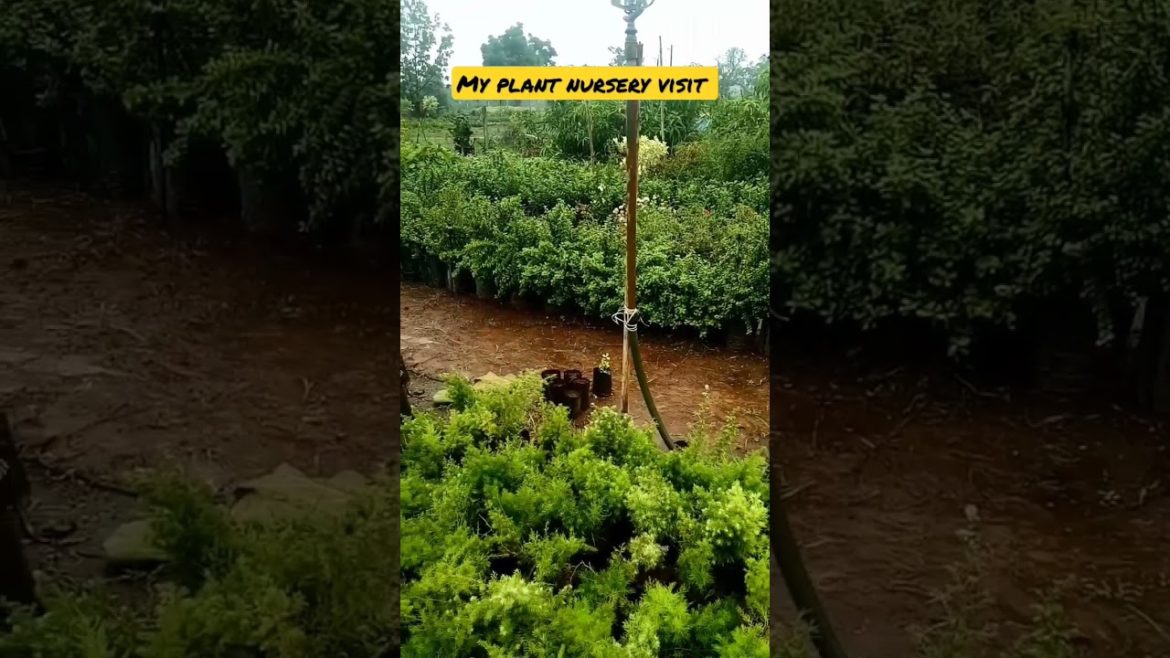 my plant nursery visit 14 /9/22 #shorts #youtubeshorts #shortsvideo
