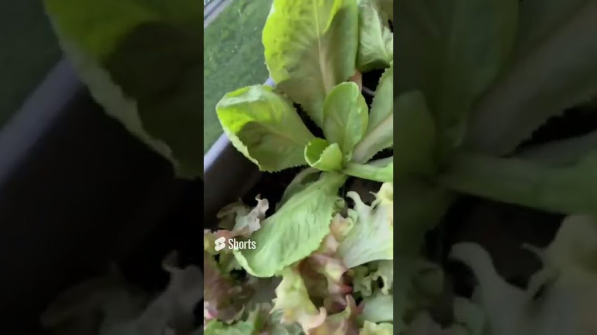 that is why i grow my own salad that is why i grow my own salad