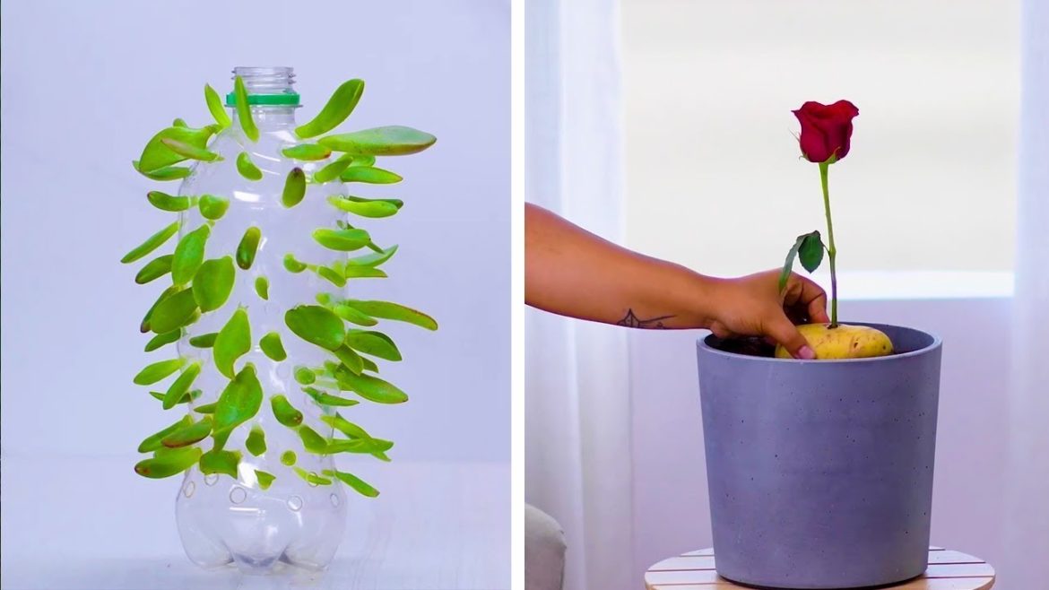 6 AMAZING IDEAS FOR YOUR PlANTS | GARDENING and PLANTS TIPS BY FLOWERET