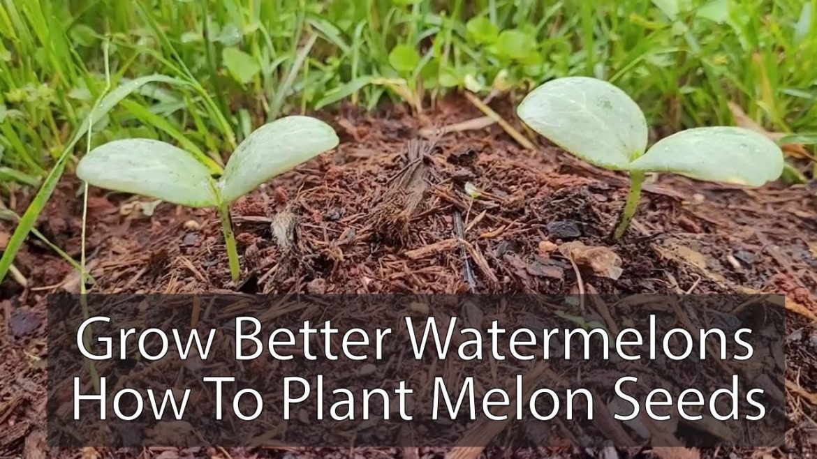 Watermelons - Organic gardening tips - How to plant watermelon seeds