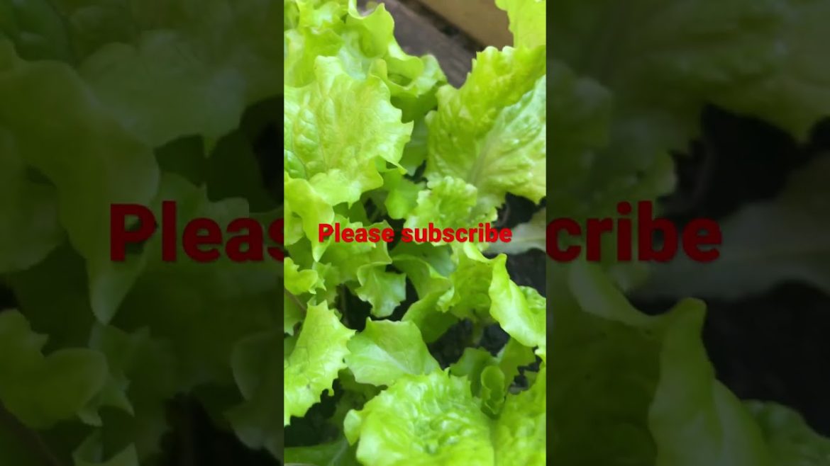 Cold weather good for salad to grow Cold weather good for salad to grow