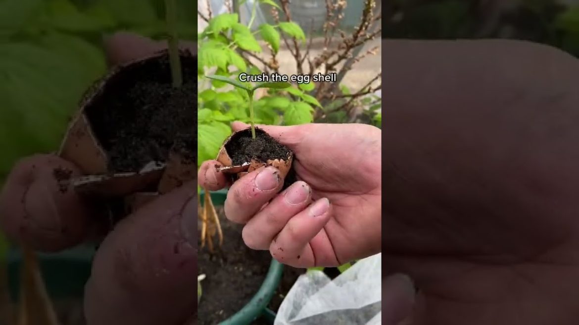 #shorts  #garden #gardening #gardentour #gardener #gardens #harvest #harvesting #organic #planting