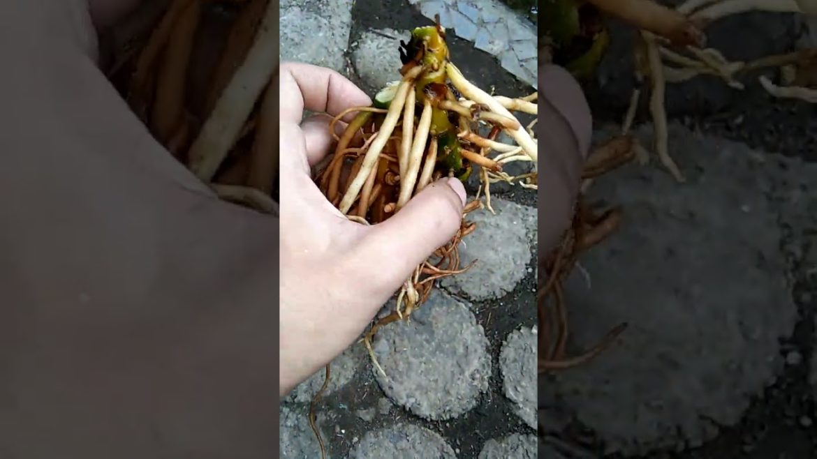 How to make #hybrid Chinese Evergreen😯 #gardeningtips #houseplants