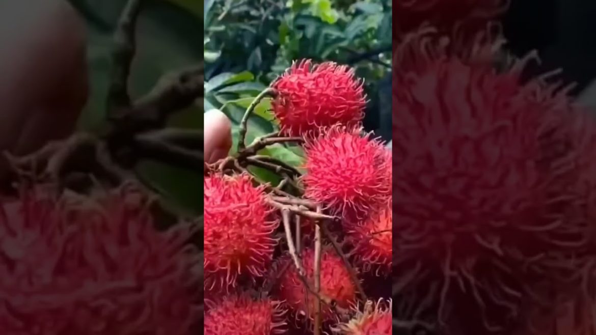 Name The Fruit… Subscribe ๐๐ Name The Fruit... Subscribe ๐๐