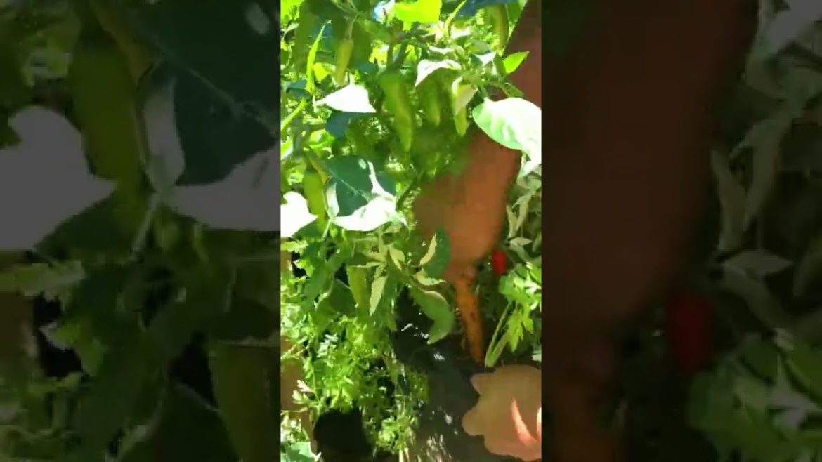 Carrot Gardening Tips #shorts #gardening