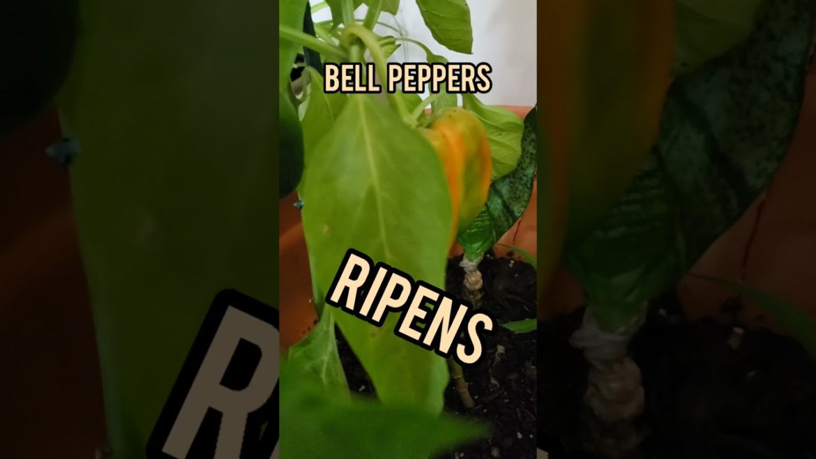 Growing Bell peppers ripens ! container garden Bell peppers.