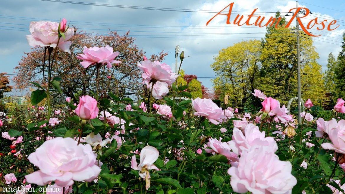 Japan Autumn Rose of Ina Rose garden - 伊奈町制施行記念公園 | 4K Japan Walk | #explorejapan #japan #4k