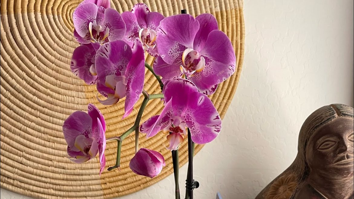 HOW TO MAKE an AZ 9B VACATION CONTAINER GARDEN EP 64 #helpsomebody #gratuitygarden HOW TO MAKE an AZ 9B VACATION CONTAINER GARDEN EP 64 #helpsomebody #gratuitygarden