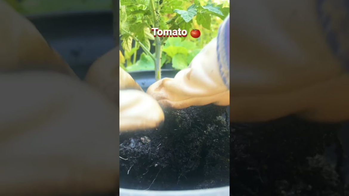Container Garden | Red Tomato 🌱#verdura #semilla #plants #shorts
