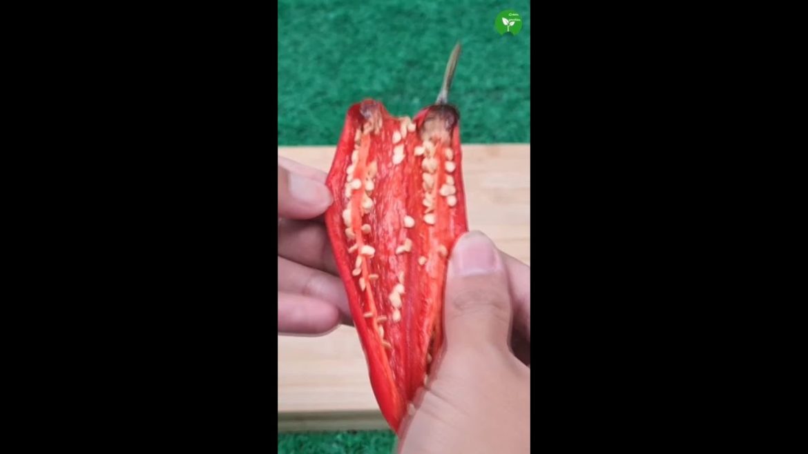 Perfect method for grow chilies plant from seeds at home #garden #trending #shorts