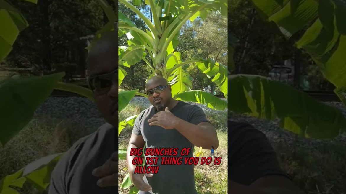 🍌Banana Growing Tips🍌 #shorts #banana #tropical #howto #grow #garden #farming #trending #fruit