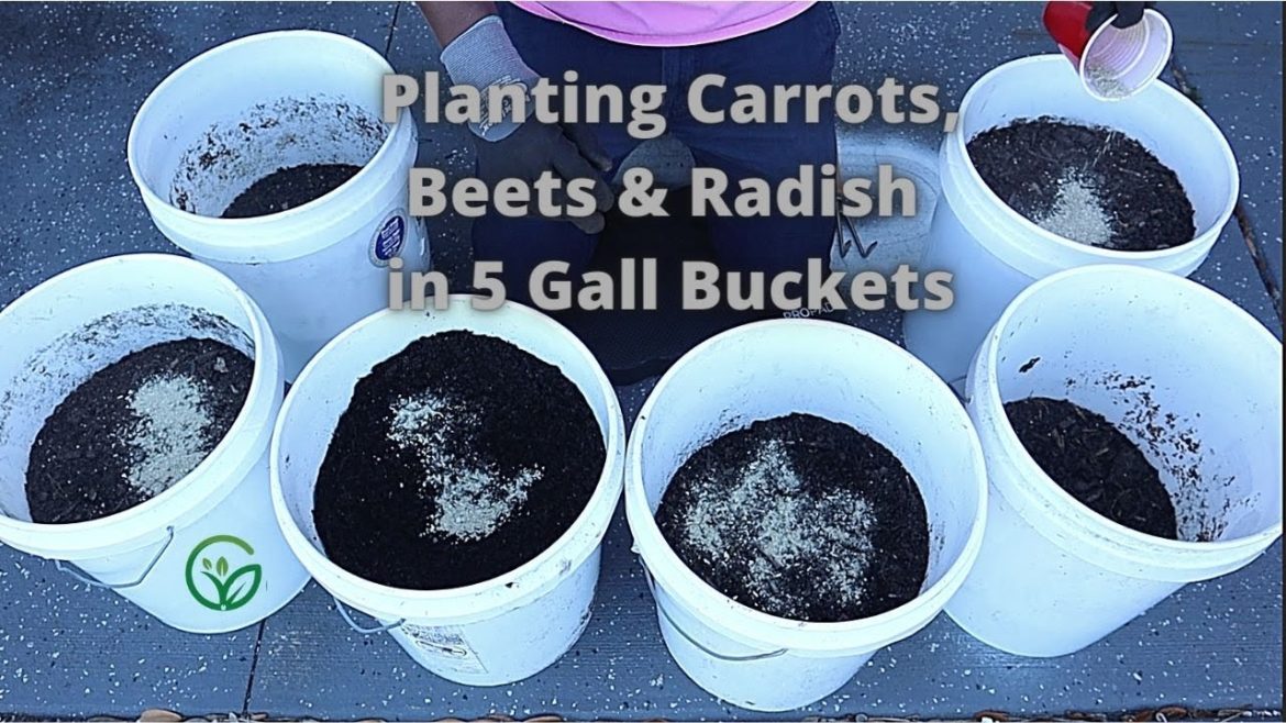 How to GROW A CONTAINER Garden, Repurpose Soil for Cheap and Easy Patio Garden