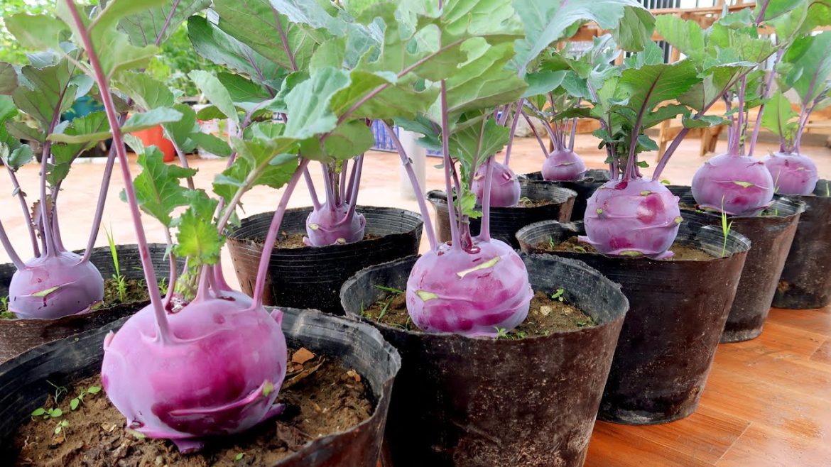 No Need for a Garden - How to Grow Super Delicious Purple Kohlrabi at Home