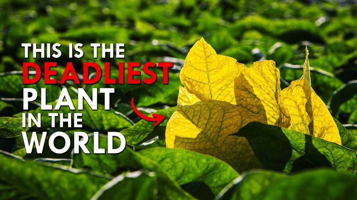 This Plant Kills 8 Million People A Year This Plant Kills 8 Million People A Year