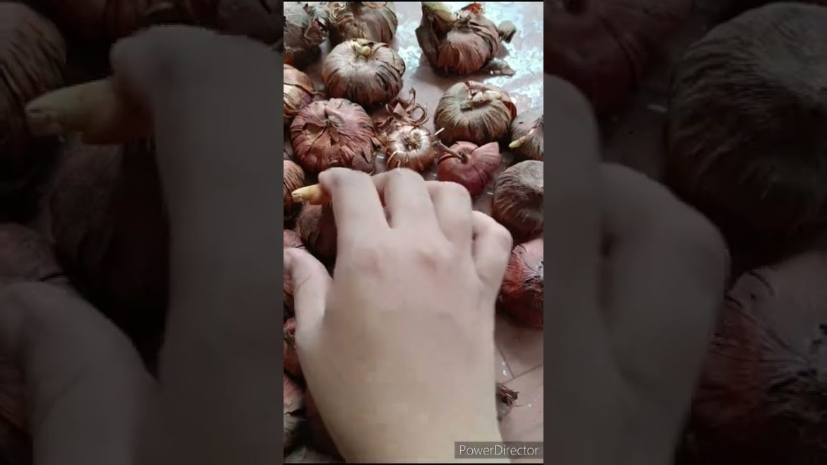 Ready to plant gladiolus bulbs @Devi's home garden #gladiolus #plants #gardening #gardeningtips