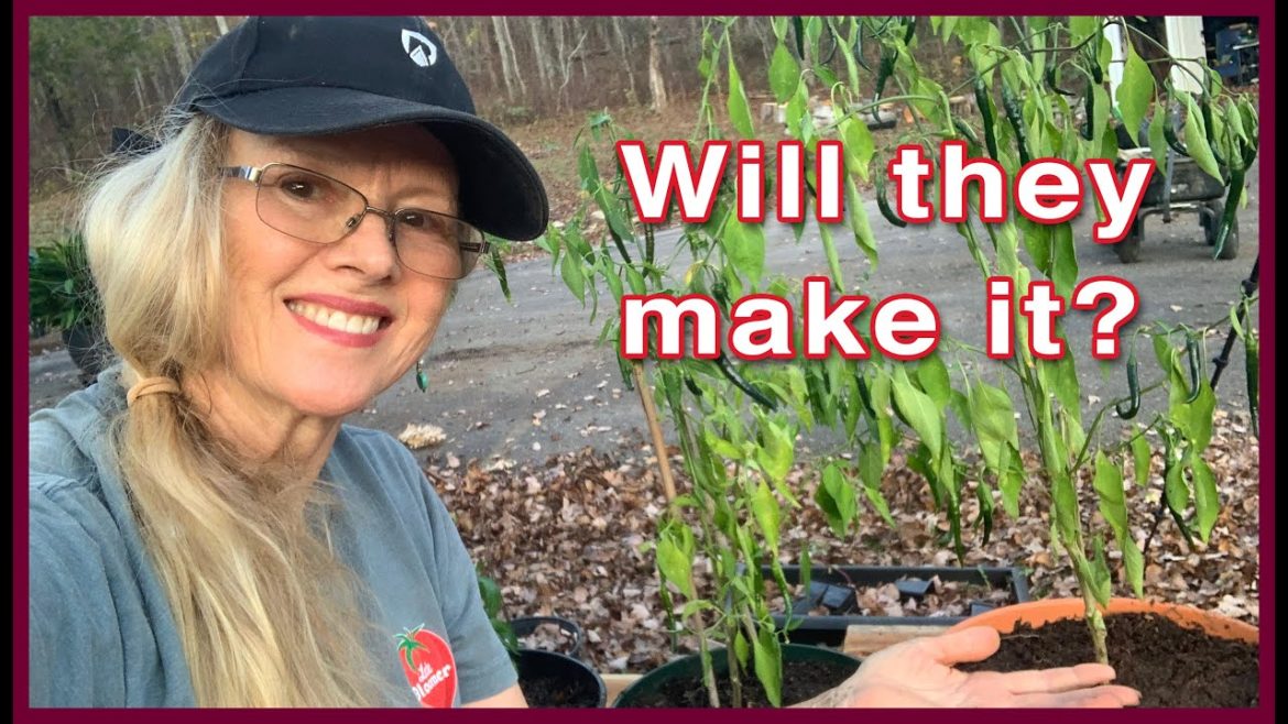 Kaye Kittrell: Transplant Peppers and Reboot RAISED BED for Garlic! Transplant Peppers and Reboot RAISED BED for Garlic!