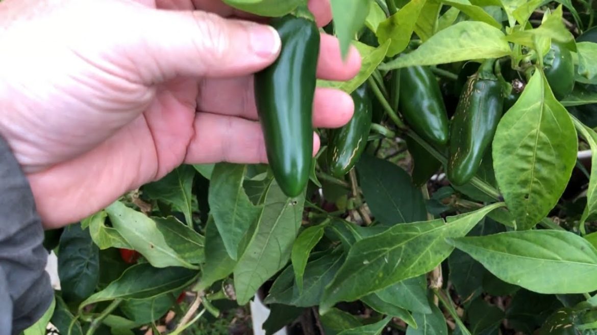 π π§πππ¦ Is Why You Should ππ’π‘π§πππ‘ππ₯ πππ₯πππ‘ πΏ Portability Is A GAME-CHANGER! π π§πππ¦ Is Why You Should ππ’π‘π§πππ‘ππ₯ πππ₯πππ‘ πΏ Portability Is A GAME-CHANGER!