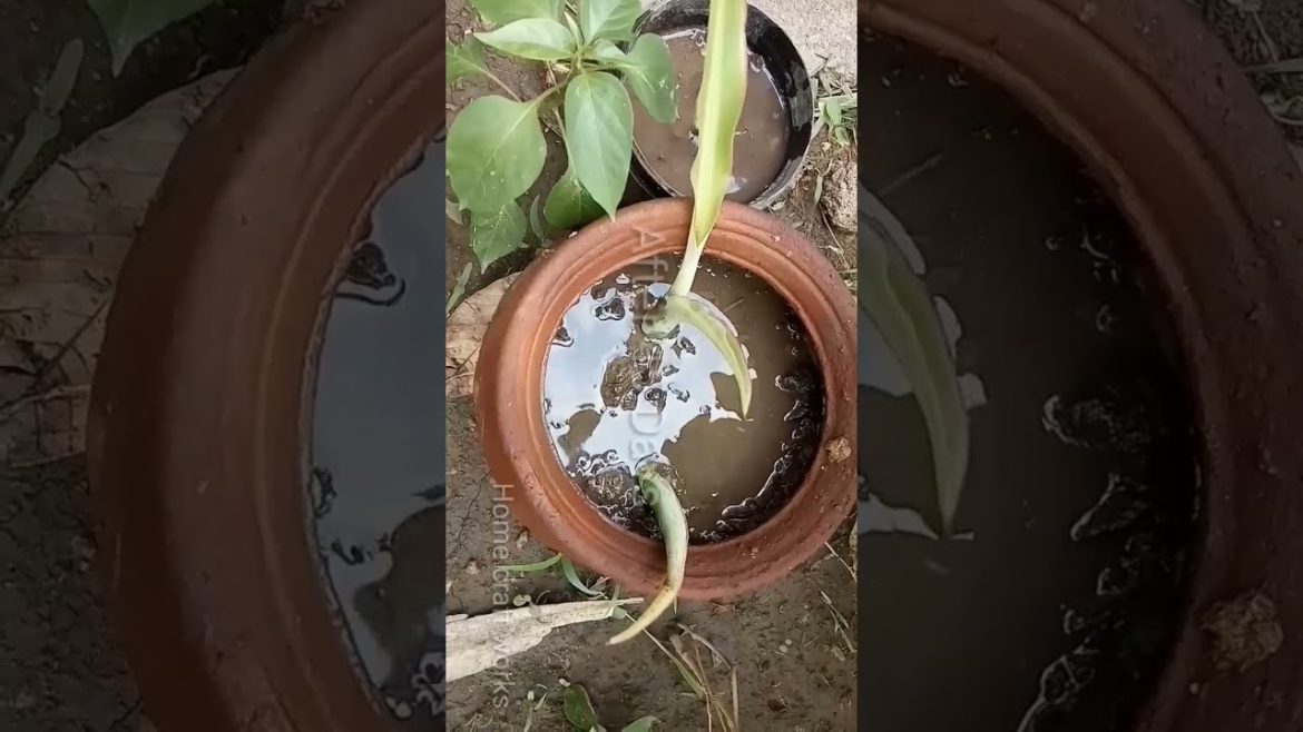 Gardening tips 💡🤩🤩... #shorts #craft #diy