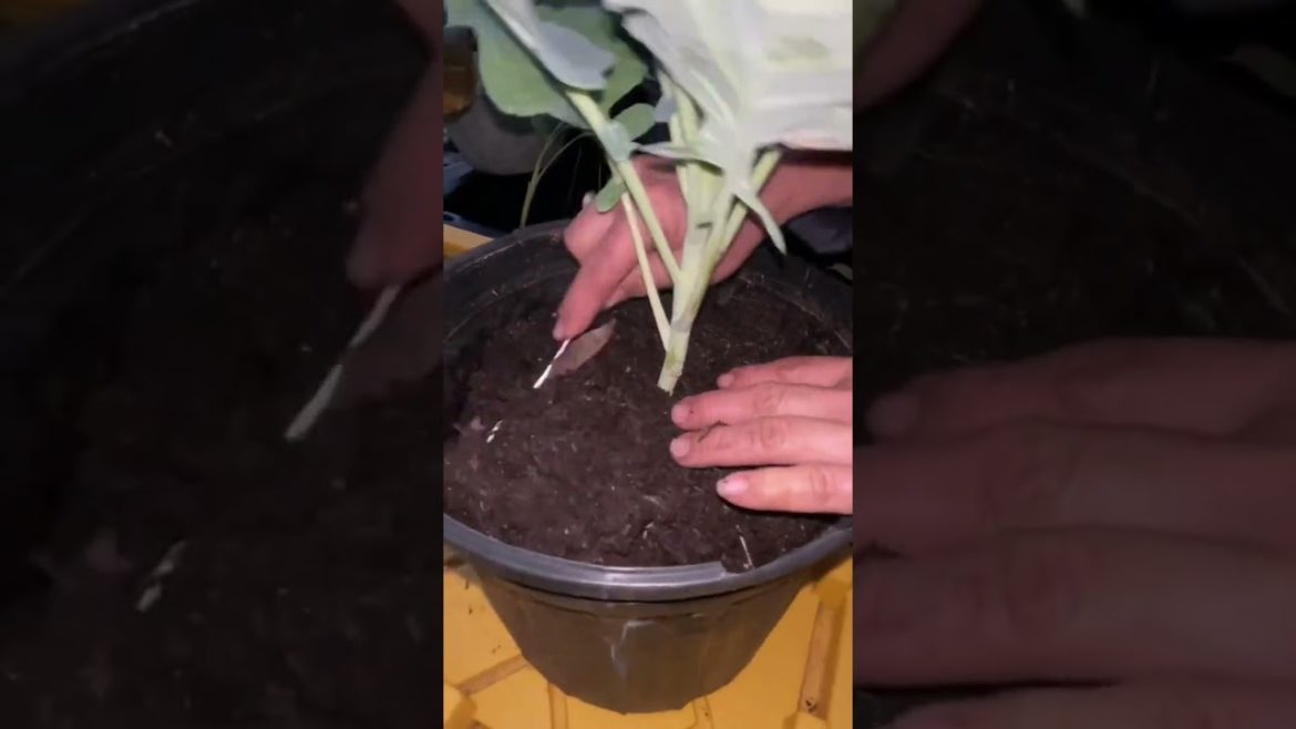 How To Grow Broccoli At Home #shorts #gardening #gardeningtips #broccoli