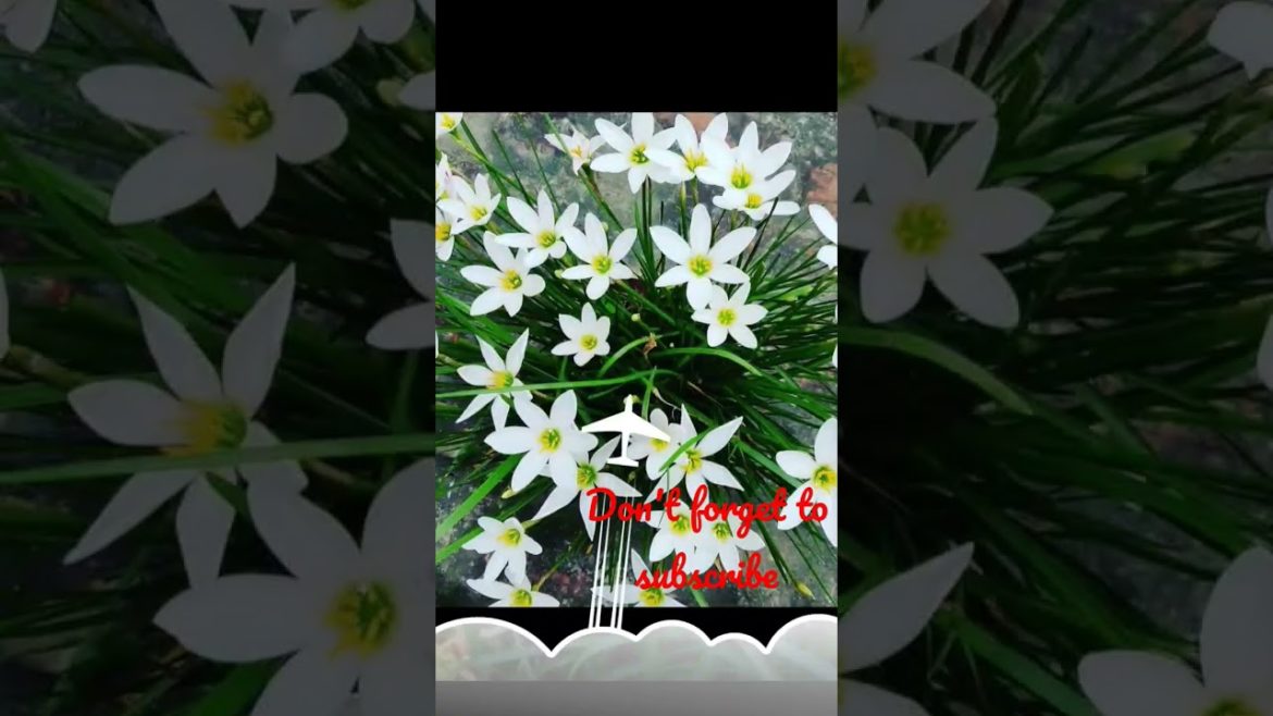 beautiful lily/so many😘😍😱 flowers/सुंदर लिली इतने सारे फूल