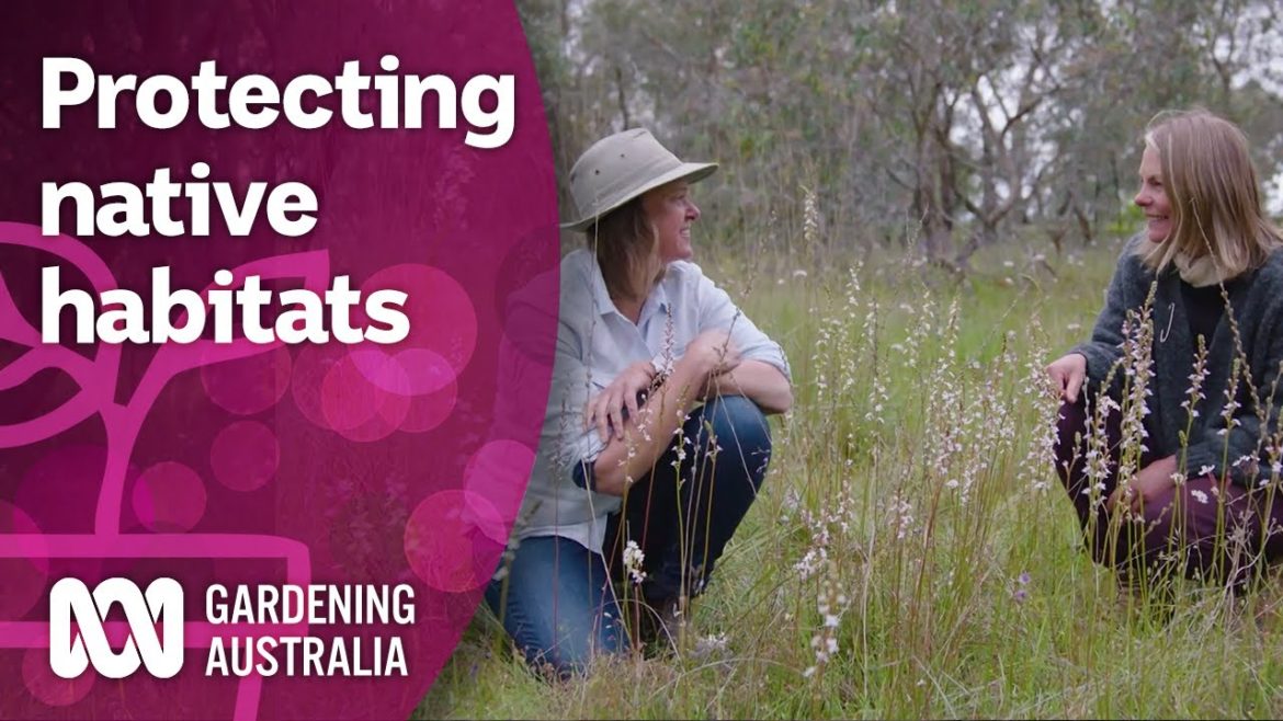 Exploring the conservation efforts reconnecting vulnerable species | Discovery | Gardening Australia Exploring the conservation efforts reconnecting vulnerable species | Discovery | Gardening Australia