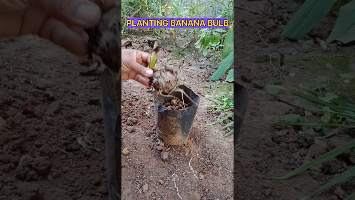 planning banana bulb #shorts #youtubeshorts #shortsvideo