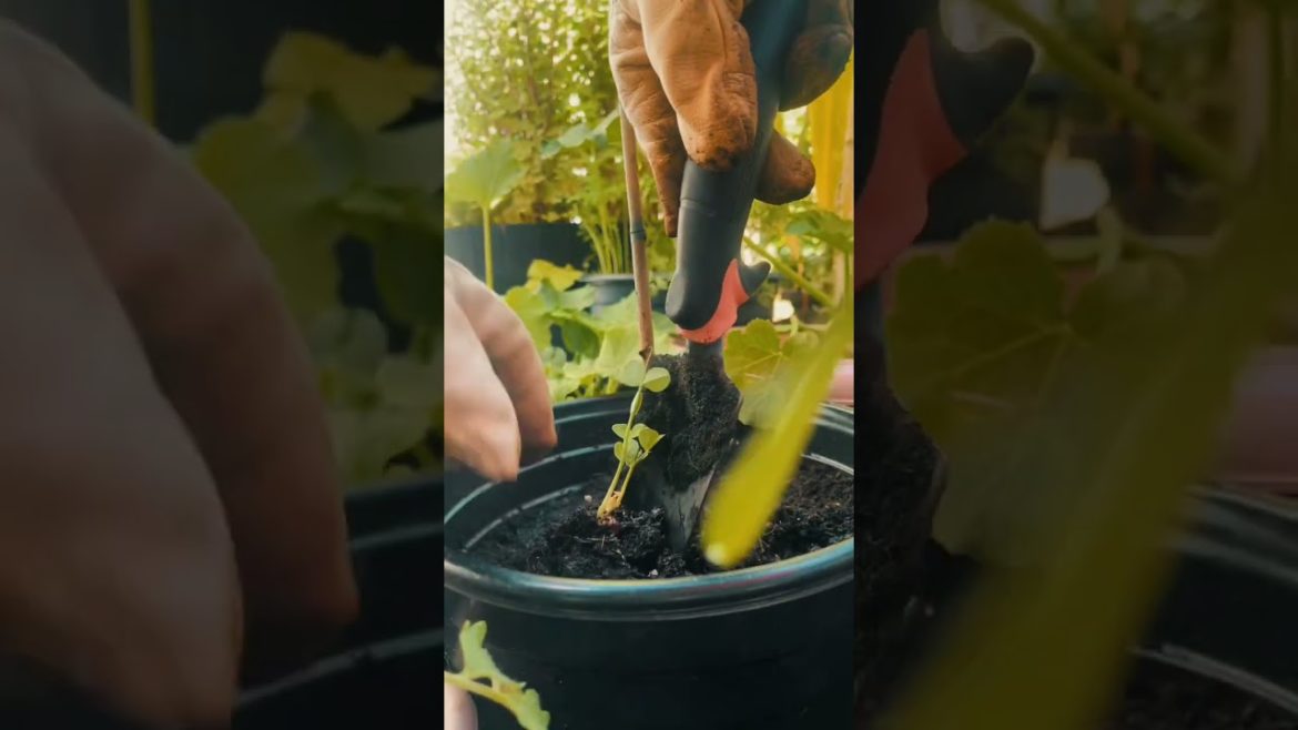 Replantar🌱🌿#verdura #semilla #plants #shorts