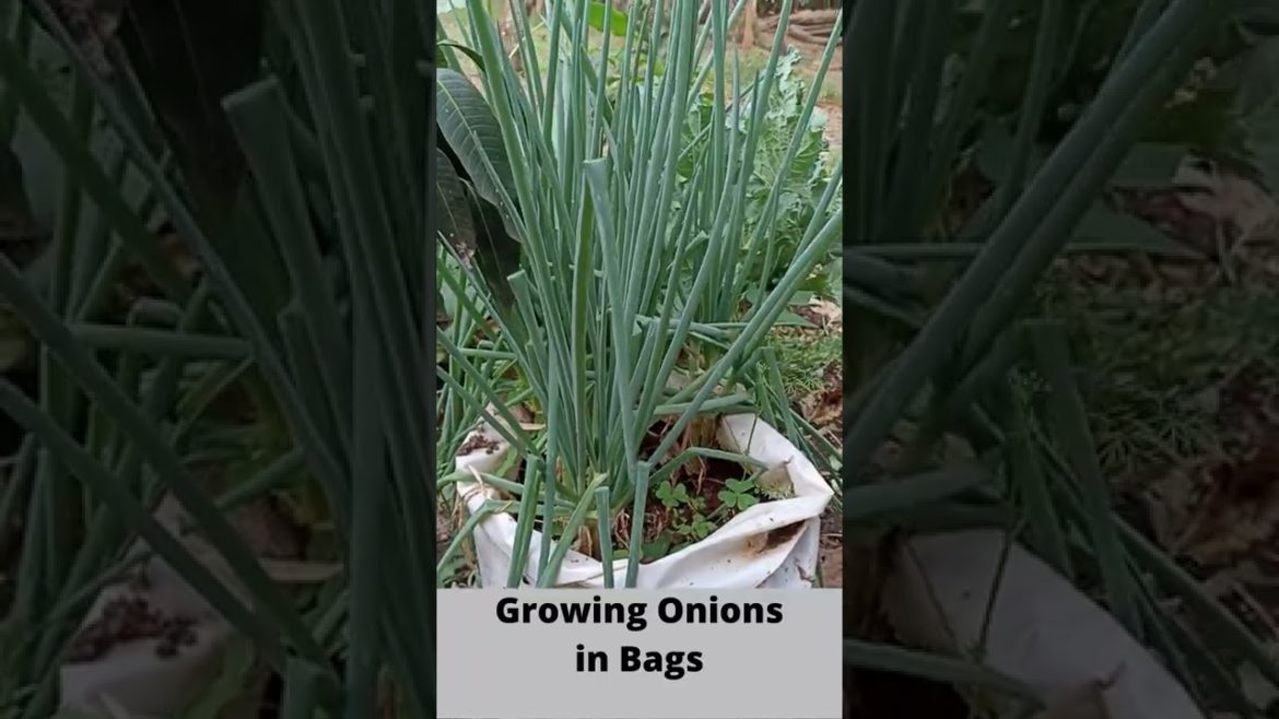 Simple Growing Onions in Bags #Shorts