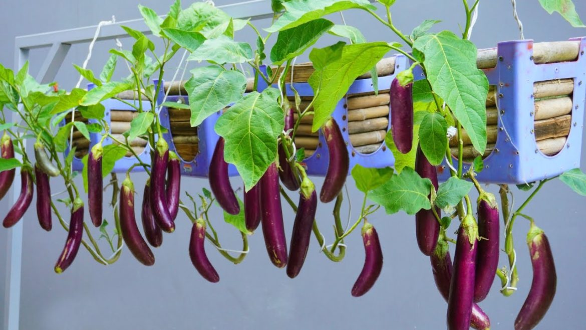 New Method | Grow eggplants in plastic chairs, the fruits are big and many