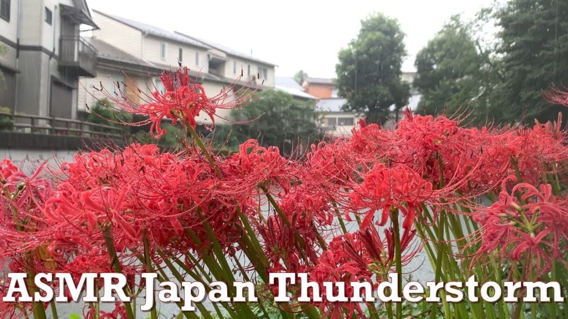 ASMR Japan Thunderstorm Rain Walk 2022.09.19 Ambience Sound Sleep Meditate Relax Tokyo Suburb