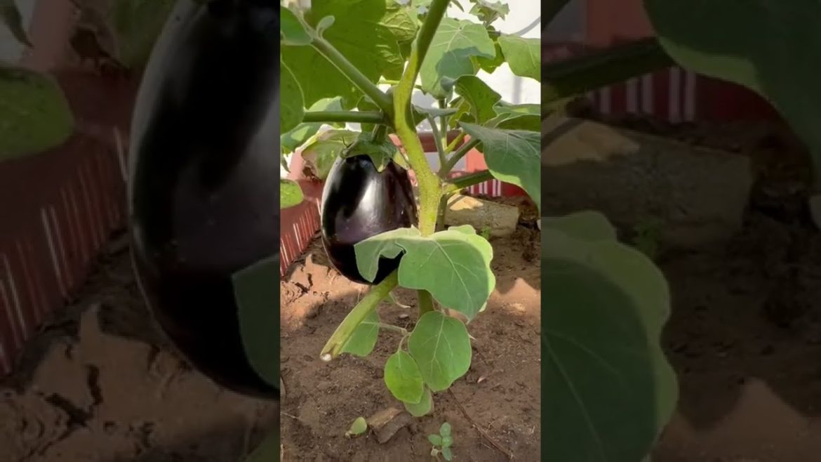 साइज़ अच्छा है इनका