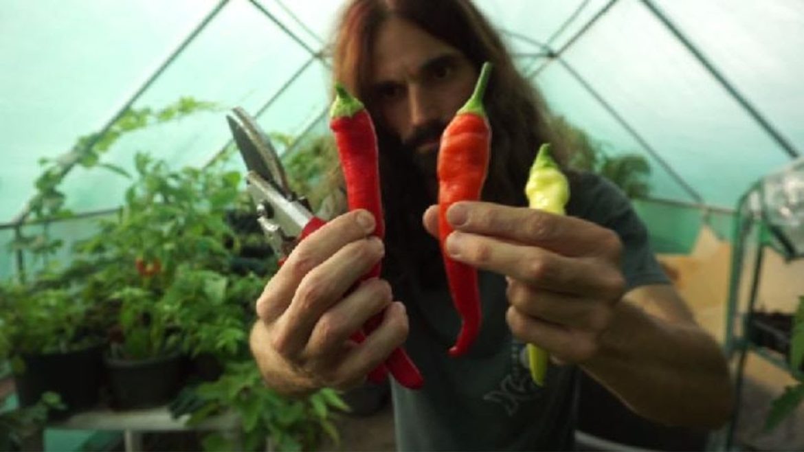 How to grow Chilies in ground and containers Sow to harvest How to grow Chilies in ground and containers Sow to harvest