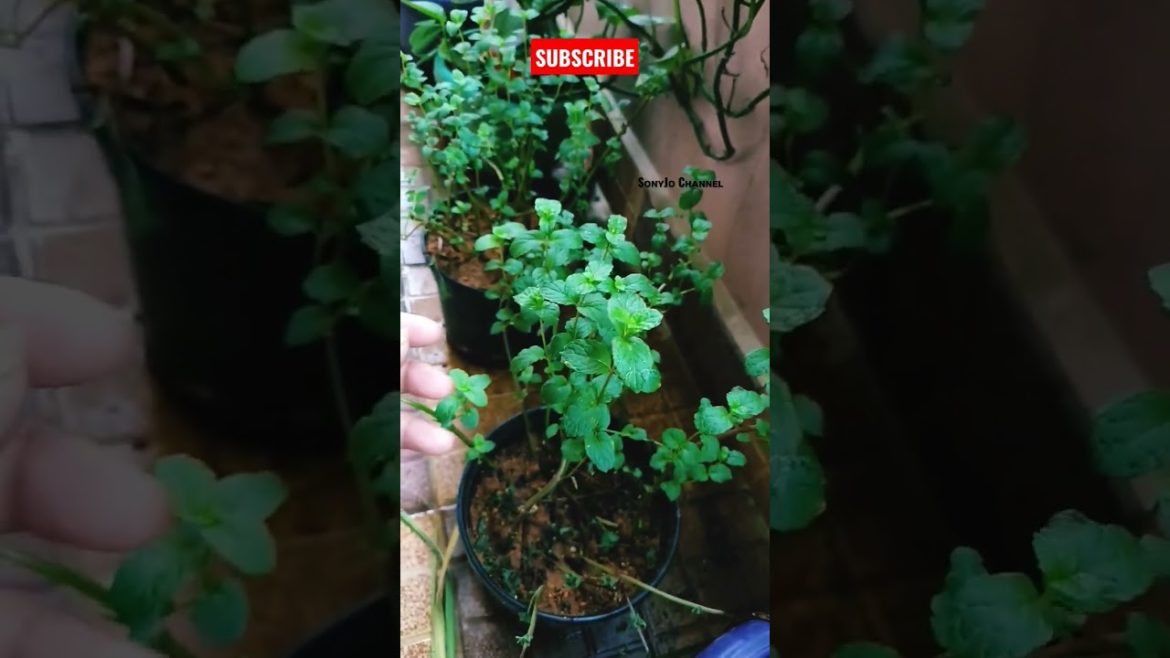 Mint Ready for Harvest🌱🌱😍Pot Gardening#short #shorts #viral #youtubeshorts  #trending #youtube #pot