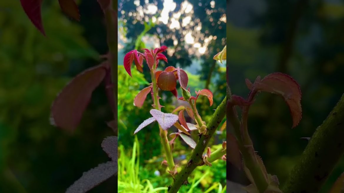 Most Beautiful Red Rose | গোলাপ ফুলের কুড়ি | Rose Flowers #shorts #flowers #ফুল #rose #rosé #golap