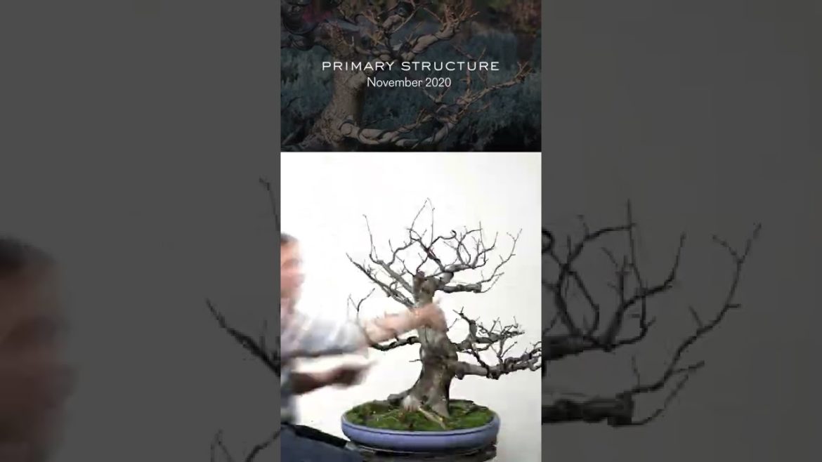 Linden development: bonsai edition. #shorts