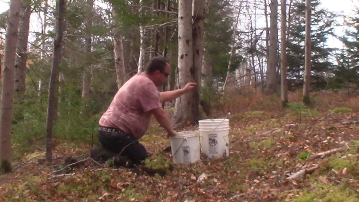 Mulberry, Black Locust, Honey Locust and Sea Berry. Fall perennial move #3 Mulberry, Black Locust, Honey Locust and Sea Berry. Fall perennial move #3