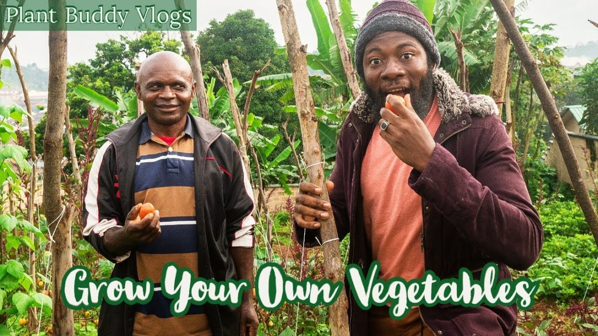DIY Vegetable Garden in GEMBU Mambilla Plateau Nigeria | Vegetable Garden Tips