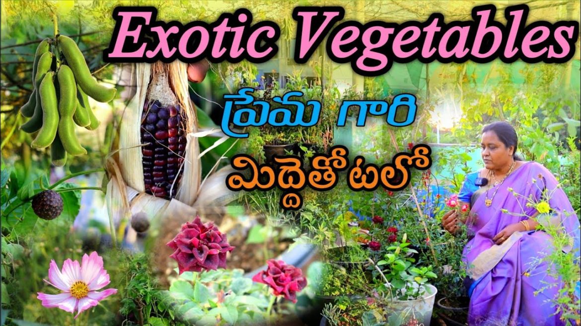 Exotic & rare variety vegetables వెరైటీ కూరగాయలు పూలతో ప్రేమ గారి తోట #gardening