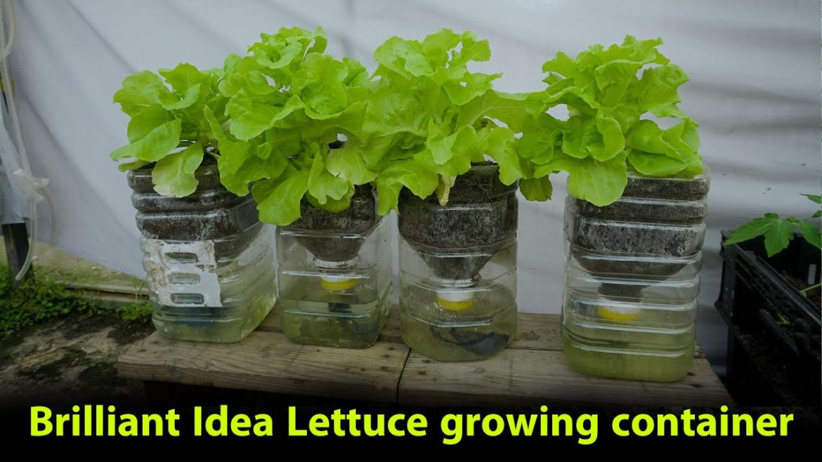 Brilliant Idea Lettuce growing container without watering, high productivity easy for Beginners Brilliant Idea Lettuce growing container without watering, high productivity easy for Beginners
