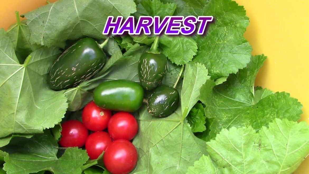 It's Harvest Time | Autumn's Backyard Garden