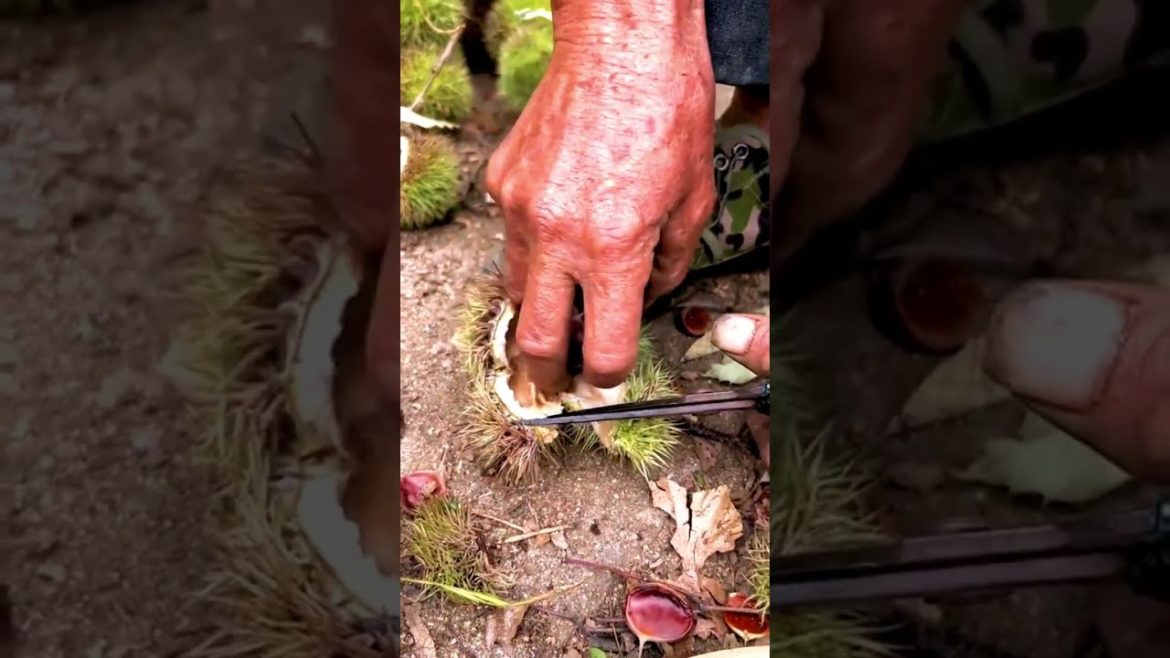 It's Chestnut #shorts #gardener