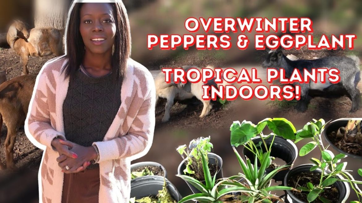 OVERWINTERING PLANTS INDOORS! LIVESTOCK CARE | PLANS FOR WINTER | VLOG 11